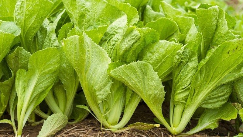 Mơ thấy rau xanh có thể là điềm báo về sức khỏe